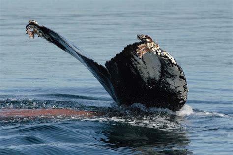 humpback whale eating krill