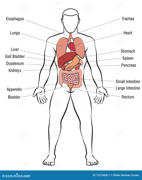 de interne namen van het organen mannelijke lichaam vector illustratie illustration