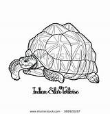 Tortoise Coloring Galapagos Pages Getcolorings sketch template