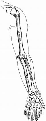 Bones Arm Clipart Etc Tiff Resolution Usf Edu Original Large sketch template