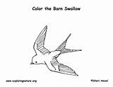 Coloring Barn Swallow Labeling Exploringnature sketch template