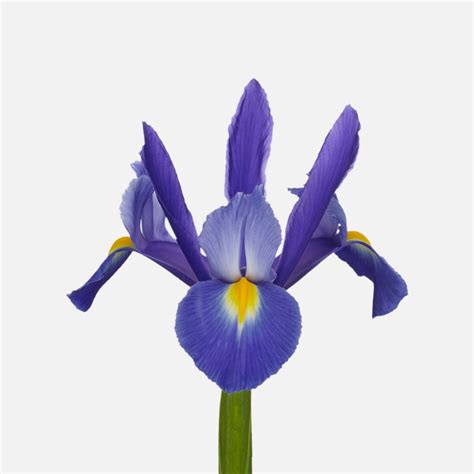 iris blau  kaufen tom flowers