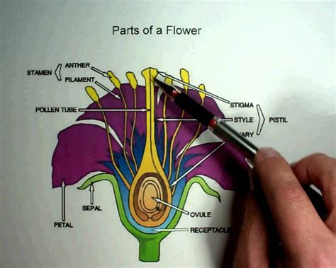 Biology 12 Parts Of A Flower Wmv Youtube