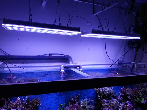 leds specifically  growing corals orphek review orphek reef