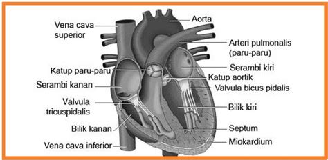 gambar inilah bagian jantung manusia fungsinya metamorphosis clinic