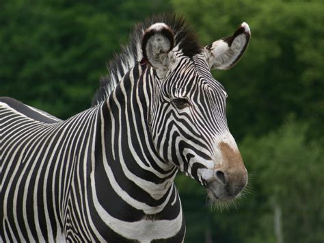 why zebra have stripes