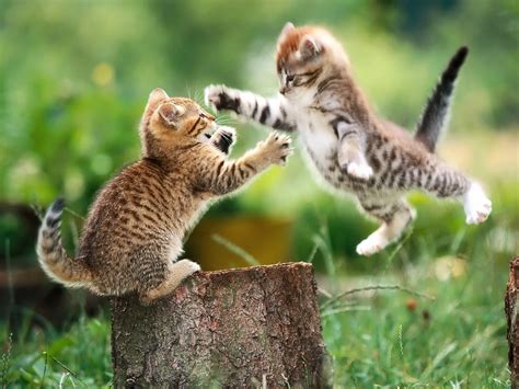 playing kitten wallpapers  images wallpapers pictures
