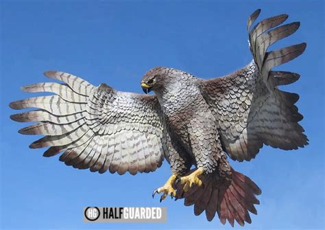 hawk attacks drone video   drone attack