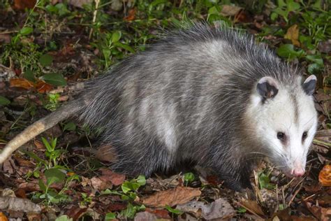 choosing   possum trap wildliferemovalcom