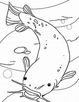 Catfish Coloring Fish Pages Printable Drawing Kids Getdrawings Drawings Coloringbay Book sketch template