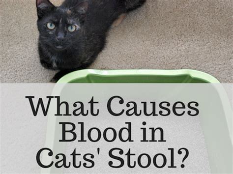 blood  cats stool pethelpful