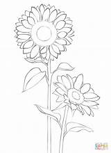 Sonnenblume Girasole Stampare Girasol Gogh Supercoloring Girasoli Cuadricula Paso Disegnare sketch template