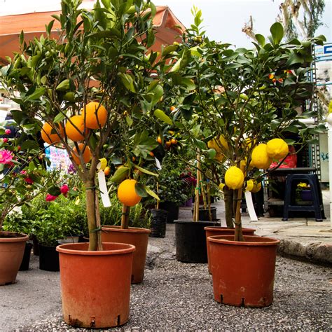 dwarf fruit trees  high yields  small gardens