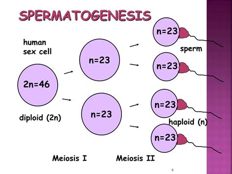 Ppt Meiosis Powerpoint Presentation Free Download Id 437027
