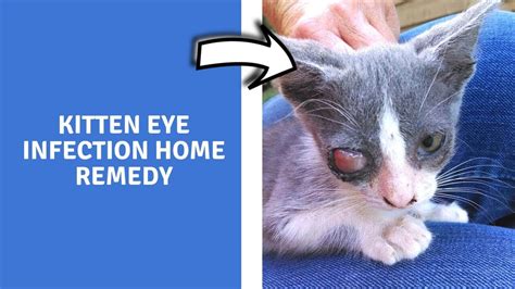 kitten eye infection home remedy home remedies  upper respiratory