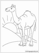 Desert Camel Coloring Pages Sahara Color Animal Drawing Habitat Clipart Printable Kids Cartoon Colouring Animals Clip Standing Bestcoloringpages Arabian Online sketch template