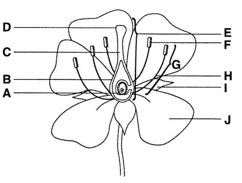 flower labelling diagram quizlet