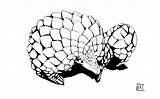 Pangolin Drawing Getdrawings sketch template