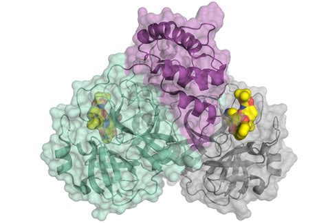 coronavirus sars  architecture decoded   accelerates covid