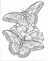 Butterflies Heller sketch template