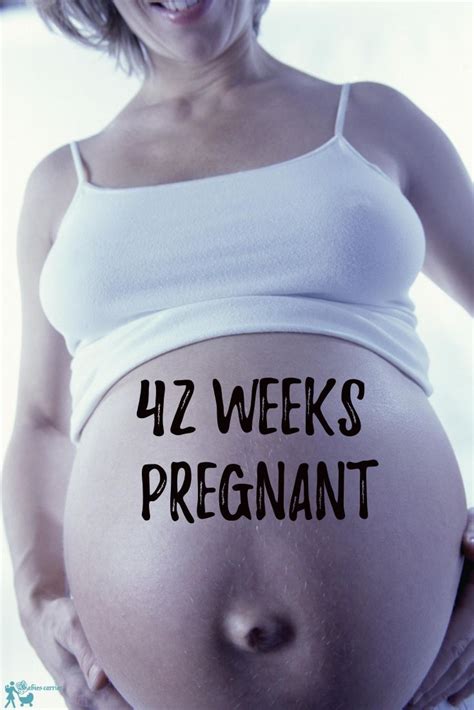pin   trimester pregnancy weeks