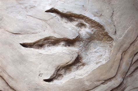 largest dinosaur footprint   australia national geographic