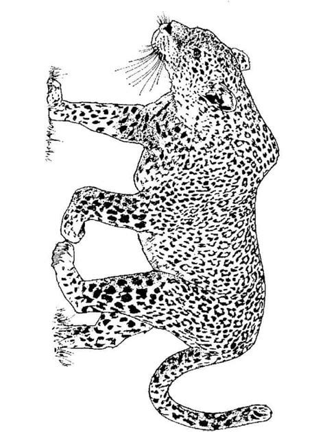 leopard printable coloring pages animal coloring pages cat coloring