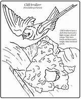 Swallow Coloring Getcolorings Cliff sketch template