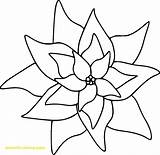 Poinsettia Poinsettias Cliparts Gamz Webstockreview Rubberstamping sketch template