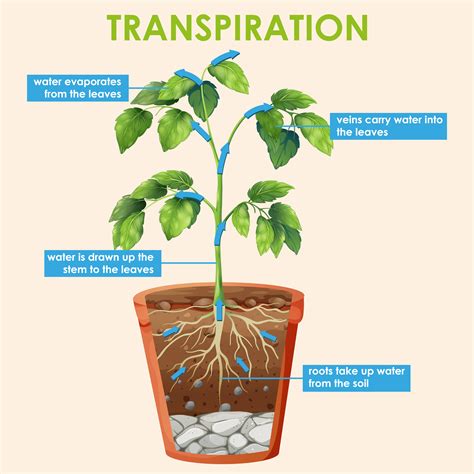 diagram showing transpiration  plant  vector art  vecteezy
