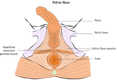 Pelvic Floor Exercises How To Do Them Fit For Prostate