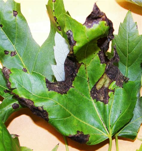 anthracnose   common leaf diseases  deciduous shade trees