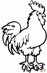 Coloring Rooster Pages Printable Drawing Hen Kids Easy Outline Da Gallo Colorare Disegno Animal Simple Rodeo Drawings Cliparts Warning Signs sketch template