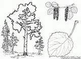 Coloring Trees Pages Aspen sketch template
