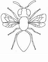Insetos Creepy Crawlies Insects Pintarcolorir Imprima Pinte sketch template