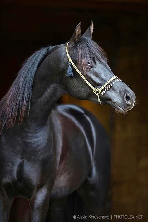 gorgeous black arabian black arabian horse black horses wild horses