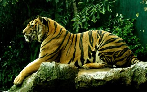 fondos de tigres imagenes de tigres fotos  wallpapers en hd