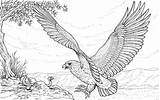 Coloring Adler Disegni Malvorlagen Mandalas Osprey Aquila Ausmalbild Aguila Harpy Cazando Eagles Serpente Ausdrucken Falco Pescatore Attacca Kleurplaten Ausmalen Schlange sketch template