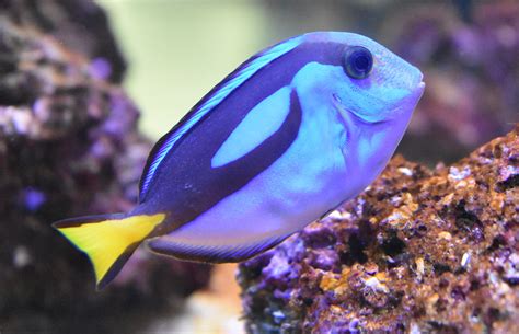 zootografiando  animals pez cirujano azul palette surgeonfish paracanthurus hepatus