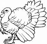 Coloring Clipart Turkeys Turkey Webstockreview Pages sketch template
