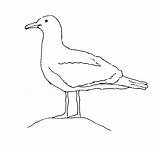 Seagull Kidsuki Seagulls sketch template