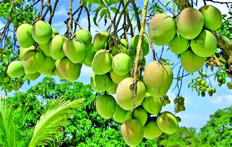 the majestic king of tropical fruits the asian age online bangladesh