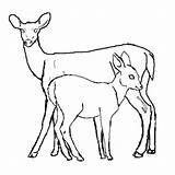 Fawn Coloring Deer Doe Drawing Pages Tailed Backyard Animals Nature Whitetail Color Books Tail Drawings Line Kids Hubpages Sketch Getdrawings sketch template