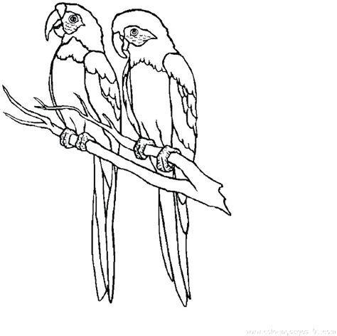 parrot drawing outline  getdrawings