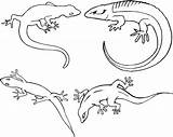 Coloring Lizard Pages Gecko Kids Drawing Printable Outline Lizards Color Getdrawings Paintingvalley sketch template