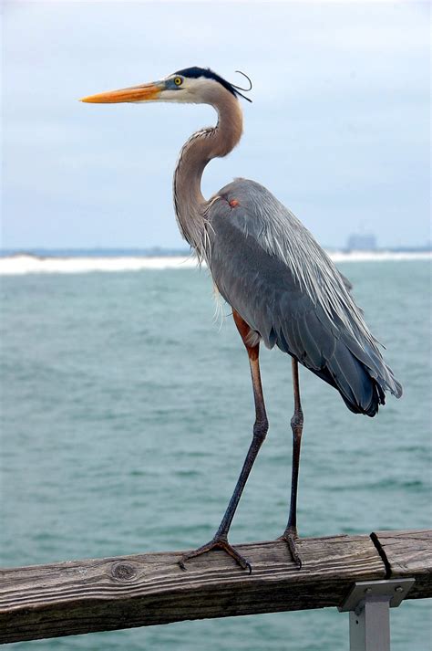 great blue heron  stock photo public domain pictures