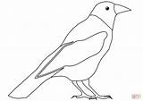 Cuervo Dibujo Crows Papel Categorías sketch template