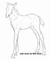 Horse Coloring Morgan Pages Getcolorings Getdrawings sketch template