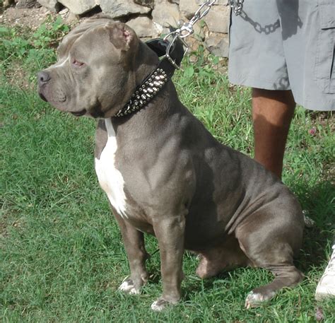 beautiful pitbulls pictures  pit bull lovers