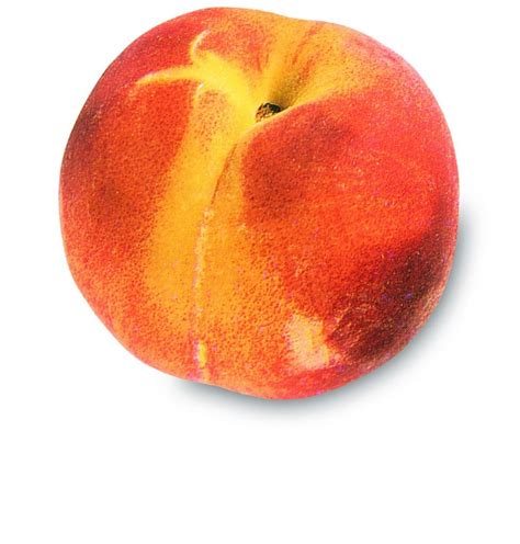 perzik prunus persica gastropedia